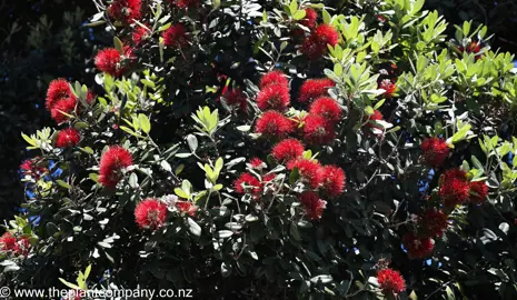 NZ Native Tree With Red Flowers.