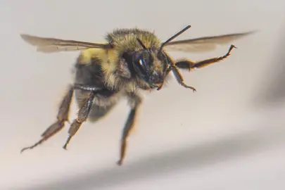 NZ Native Trees for Bees.