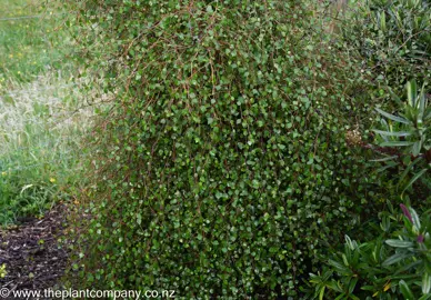 NZ Native Trees for Screening.