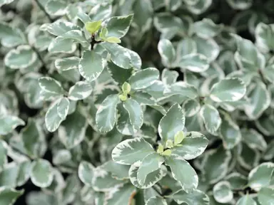 NZ Native Trees Identification.