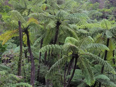 NZ Tree Ferns.