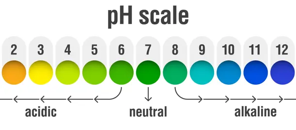 What Is The Optimum Soil pH For Miniature Toetoe?