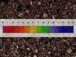 What Is The Optimum Soil pH For Ficus Tuffi?