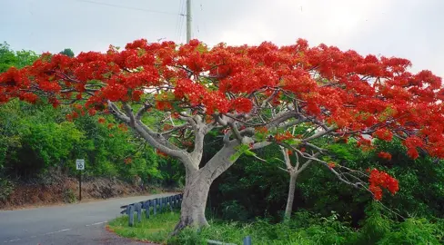 What Is The Orange Flowering Tree In Mexico?