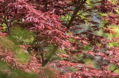 Origins And Characteristics Of The Bloodgood Maple.