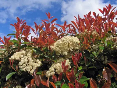 Photinia Red Robin Growth Rate.