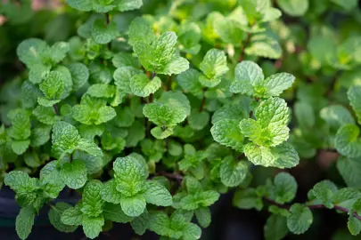 Can I Plant Mint And Rosemary Together?