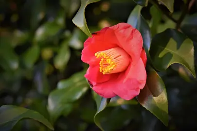 Planting A Camellia Hedge.