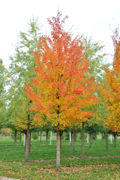 Planting A Sugar Maple.