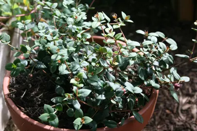 Planting And Caring For Chilean Guava in New Zealand.