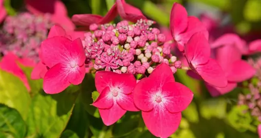 Planting Hydrangea macrophylla.