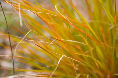 Planting NZ Native Grasses.