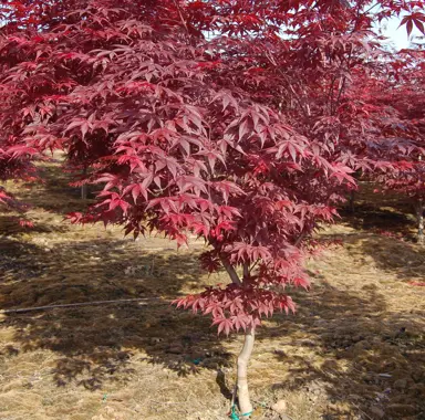 Planting the Bloodgood Maple.