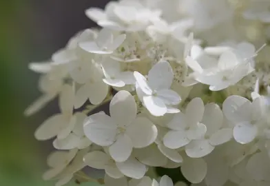 Planting White Hydrangeas in NZ.