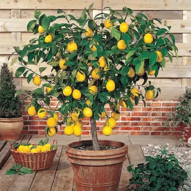 Planting Your Lemon Tree.