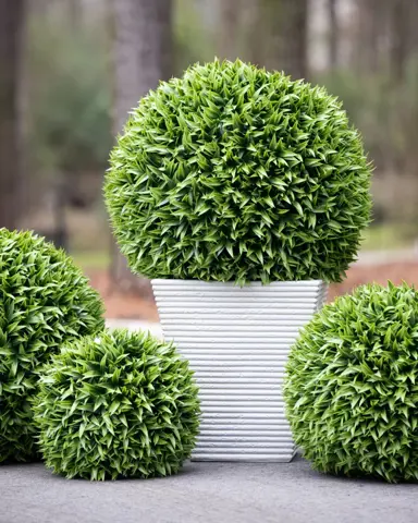 Plant Choices for Topiary Balls in NZ.