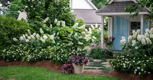 Plants To Grow With Camellias.