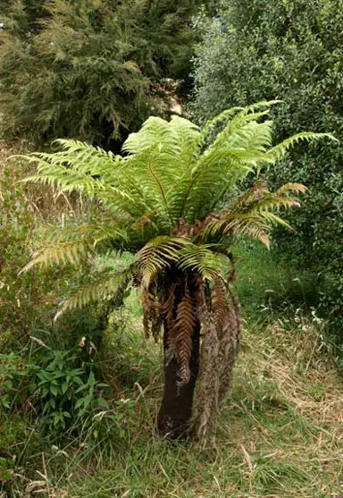 The Ponga Fern Is Native to Which Country?