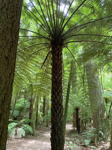 Ponga Tree Care.