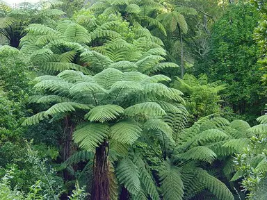 Ponga Trees For Sale.