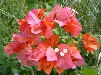 Popular Bougainvillea Varieties for NZ Gardens.