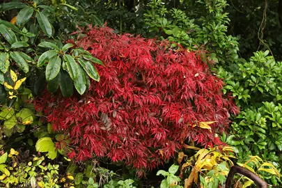 Popular Dwarf Japanese Maple Varieties.