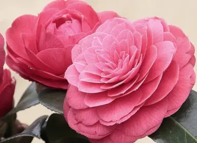 Popular Japanese Camellia Plants In NZ.