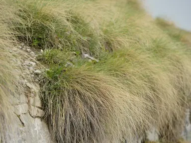 Popular NZ Native Grasses.