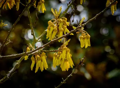 Popular NZ Native Trees List.