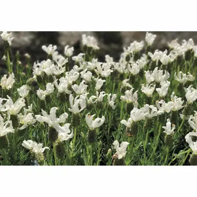 Popular White Lavender In NZ.