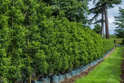 Does Portuguese Laurel Grow Quickly?