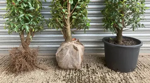 Does Portuguese Laurel Have Invasive Roots?