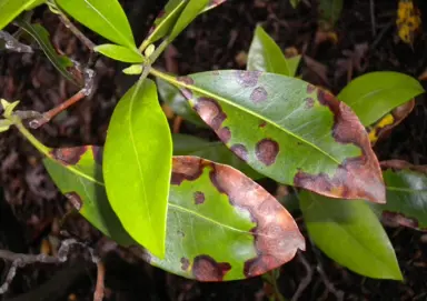 Portuguese Laurel Leaf Spot.