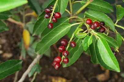 How Poisonous Is Portuguese Laurel?