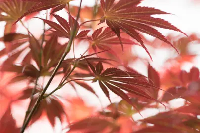 The Price Of Japanese Maples.