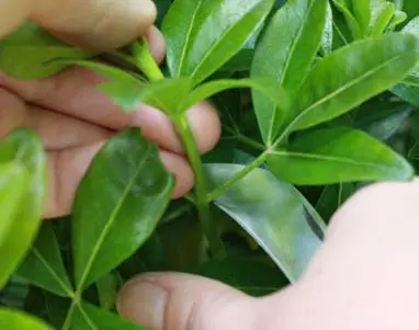 How To Propagate Mexican Orange Blossom.