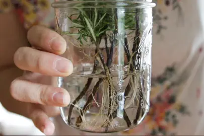 Can Rosemary Be Propagated In Water?