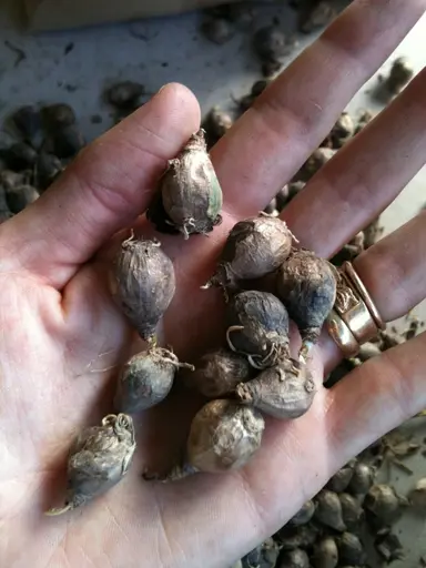 Propagating Rain Lilies.