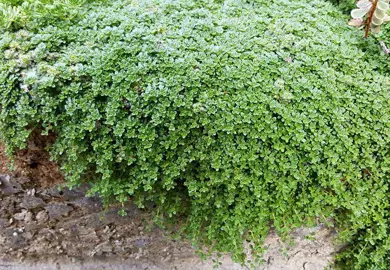How To Prune Creeping Thyme.