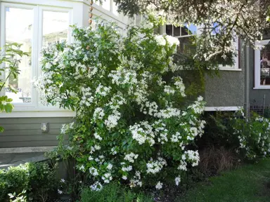 When Is The Best Time To Prune Mexican Orange Blossom?