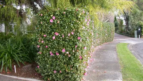 Pruning A Camellia Hedge.