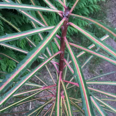 Pseudopanax In The Plant Company’s Database.