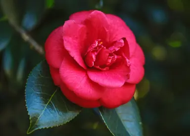 Red Camellia.