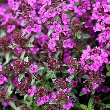 Red Creeping Thyme Information.