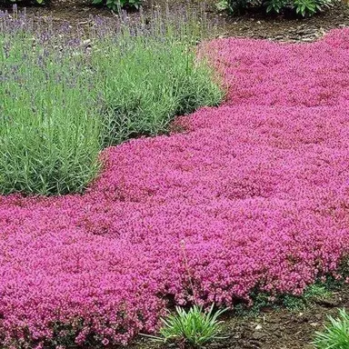 What Is The Red Creeping Thyme In NZ?