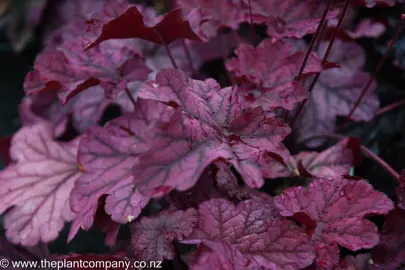 Red Heuchera Plants.