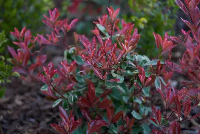 Red Robin Hedge Varieties.