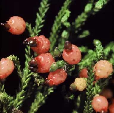 Can You Eat Rimu Fruit?