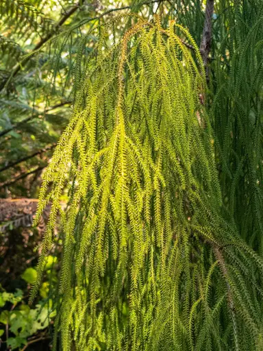 Is Rimu A Maori Tree?