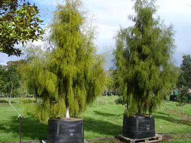 How Long Does It Take For Juvenile Rimu Tree To Mature?